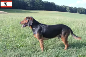 Read more about the article Criadores de Bracke tirolês e cachorros em Berlim