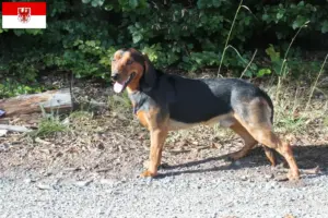 Read more about the article Criadores de Bracke tirolês e cachorros em Brandenburg