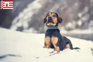 Read more about the article Criadores de Bracke tirolês e cachorros em Bremen