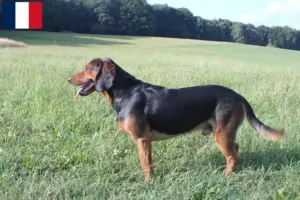 Read more about the article Criadores de Bracke tirolês e cachorros em França