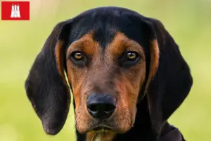 Read more about the article Criadores de Bracke tirolês e cachorros em Hamburgo