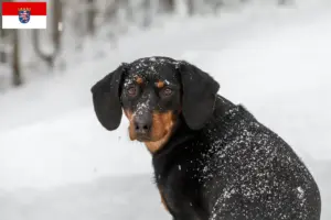 Read more about the article Criadores de Bracke tirolês e cachorros em Hessen