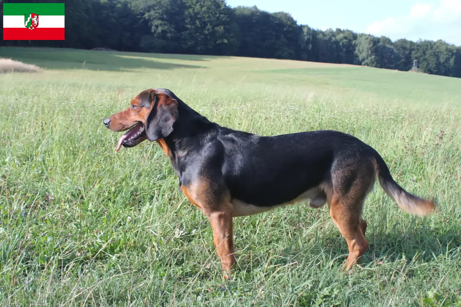 Read more about the article Criadores de Bracke tirolês e cachorros na Renânia do Norte-Vestefália