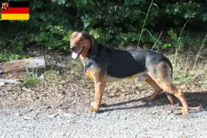 Read more about the article Criadores de Bracke tirolês e cachorros na Renânia-Palatinado