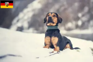 Read more about the article Criadores de Bracke tirolês e cachorros no Sarre