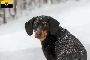 Read more about the article Criadores de Bracke tirolês e cachorros na Saxónia-Anhalt