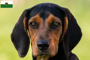 Read more about the article Criadores de Bracke tirolês e cachorros na Saxónia