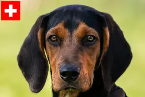 Read more about the article Criadores de Bracke tirolês e cachorros na Suíça
