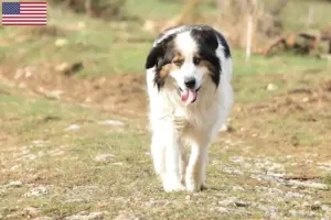 Read more about the article Criadores de Tornjak e cachorros nos EUA