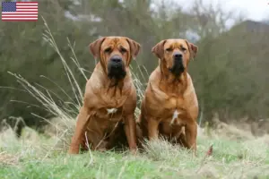 Read more about the article Criadores de Tosa e cachorros nos EUA