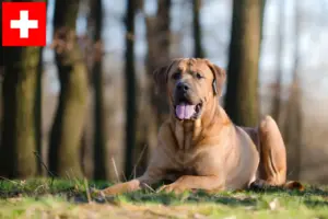Read more about the article Criadores de Tosa e cachorros na Suíça