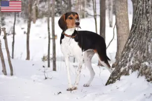 Read more about the article Treeing Walker Coonhound criadores e cachorros nos EUA