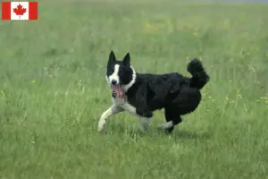 Read more about the article Ursos da Carélia Criadores de cães e cachorros no Canadá
