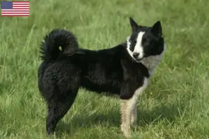 Read more about the article Ursos da Carélia Criadores de cães e cachorros nos EUA