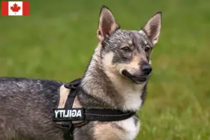 Read more about the article Criadores de Västgötaspets e cachorros no Canadá