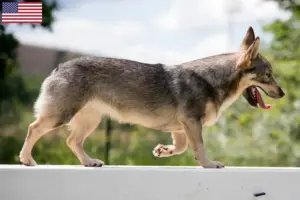 Read more about the article Criadores de Västgötaspets e cachorros nos EUA