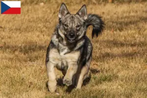 Read more about the article Criadores de Västgötaspets e cachorros na República Checa