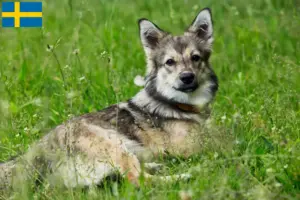 Read more about the article Criadores de Västgötaspets e cachorros na Suécia