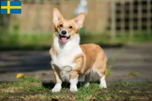 Read more about the article Criadores de Welsh Corgi e cachorros na Suécia