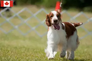 Read more about the article Criadores e cachorros de Welsh Springer Spaniel no Canadá