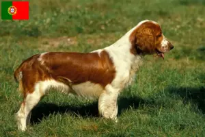 Read more about the article Criadores e cachorros de Welsh Springer Spaniel em Portugal