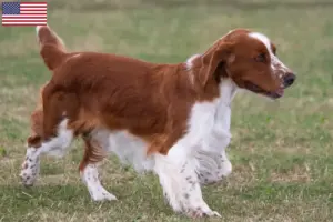 Read more about the article Criadores e cachorros de Welsh Springer Spaniel nos EUA