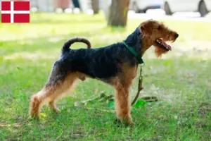 Read more about the article Criadores de Welsh Terrier e cachorros na Dinamarca