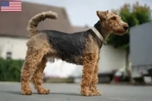 Read more about the article Criadores de Welsh Terrier e cachorros nos EUA