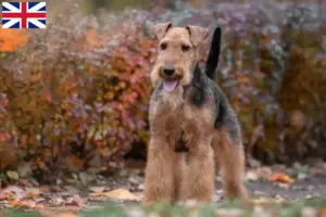 Read more about the article Criadores de Welsh Terrier e cachorros na Grã-Bretanha