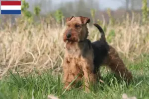 Read more about the article Criadores de Welsh Terrier e cachorros nos Países Baixos
