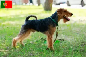 Read more about the article Criadores de Welsh Terrier e cachorros em Portugal