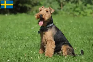Read more about the article Criadores de Welsh Terrier e cachorros na Suécia