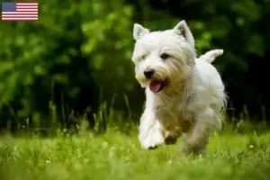 Read more about the article Criadores de Westie e cachorros nos EUA