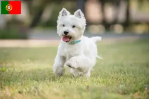 Read more about the article Criadores de Westie e cachorros em Portugal