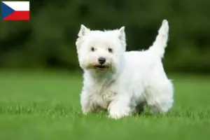 Read more about the article Criadores de Westie e cachorros na República Checa