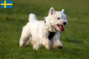 Read more about the article Criadores de Westie e cachorros na Suécia