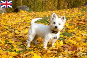 Read more about the article Criadores de Westie e cachorros na Grã-Bretanha