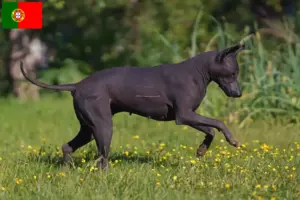 Read more about the article Criadores de Xolo e cachorros em Portugal