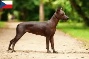 Read more about the article Criadores de Xolo e cachorros na República Checa