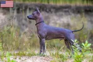Read more about the article Criadores de Xolo e cachorros nos EUA