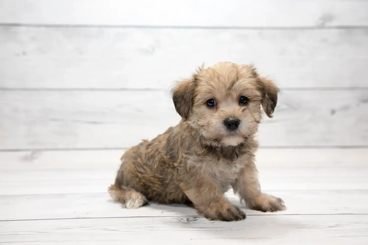 Comprar um cachorro Yorkipoo significa assumir responsabilidades! Comprar cachorros Yorkipoo.
