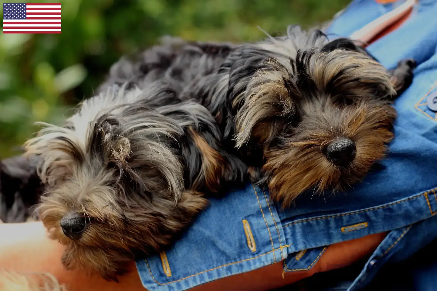 Yorkipoo cachorros e criadores EUA Aqui pode encontrar criadores de Yorkipoos nos EUA.
