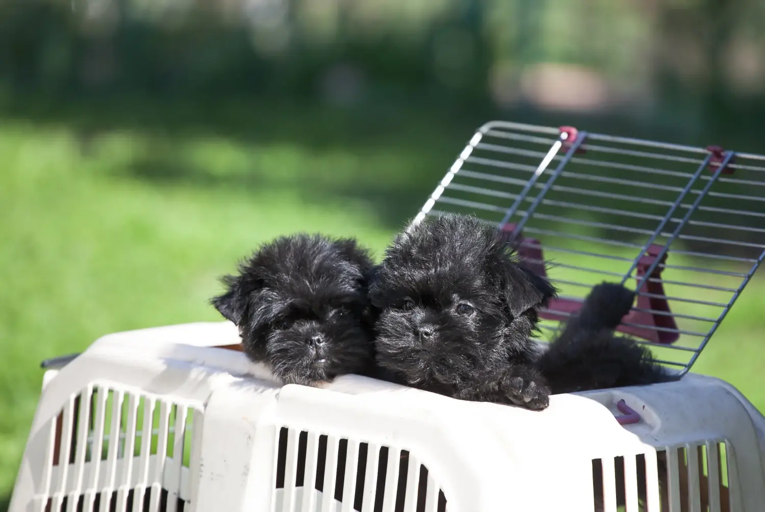 Comprar um cachorro Affenpinscher significa assumir a responsabilidade! Comprar cachorros Affenpinscher.