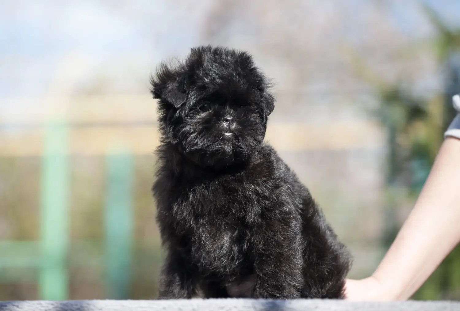 Comprar um cachorro Affenpinscher significa assumir a responsabilidade! Comprar cachorros Affenpinscher.