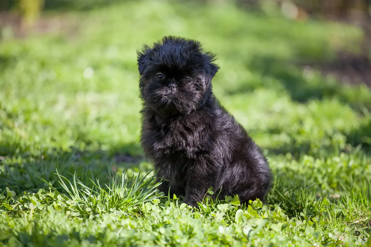 Comprar um cachorro Affenpinscher significa assumir a responsabilidade! Comprar cachorros Affenpinscher.