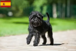 Read more about the article Criadores de Affenpinscher e cachorros em Espanha