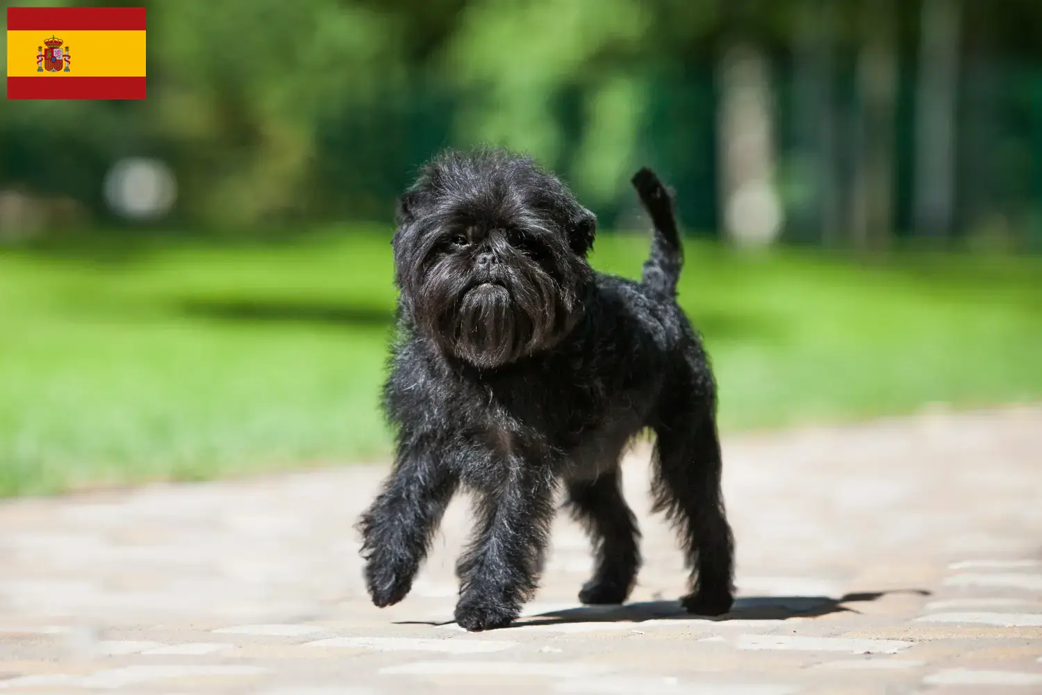 Affenpinscher cachorros e criadores Espanha Aqui pode encontrar criadores de Affenpinscher em Espanha.