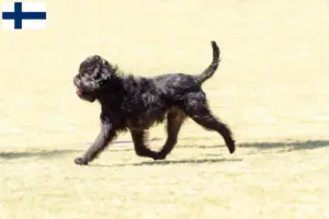 Read more about the article Criadores de Affenpinscher e cachorros na Finlândia