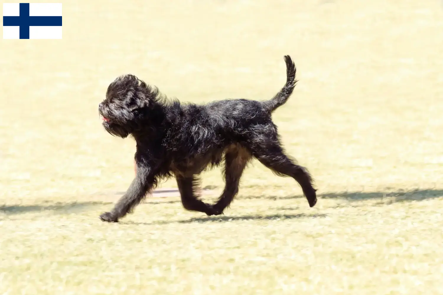 Affenpinscher cachorros e criadores Finlândia Aqui pode encontrar criadores de Affenpinscher na Finlândia.