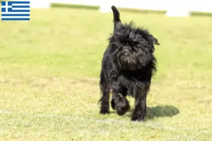 Read more about the article Criadores de Affenpinscher e cachorros na Grécia